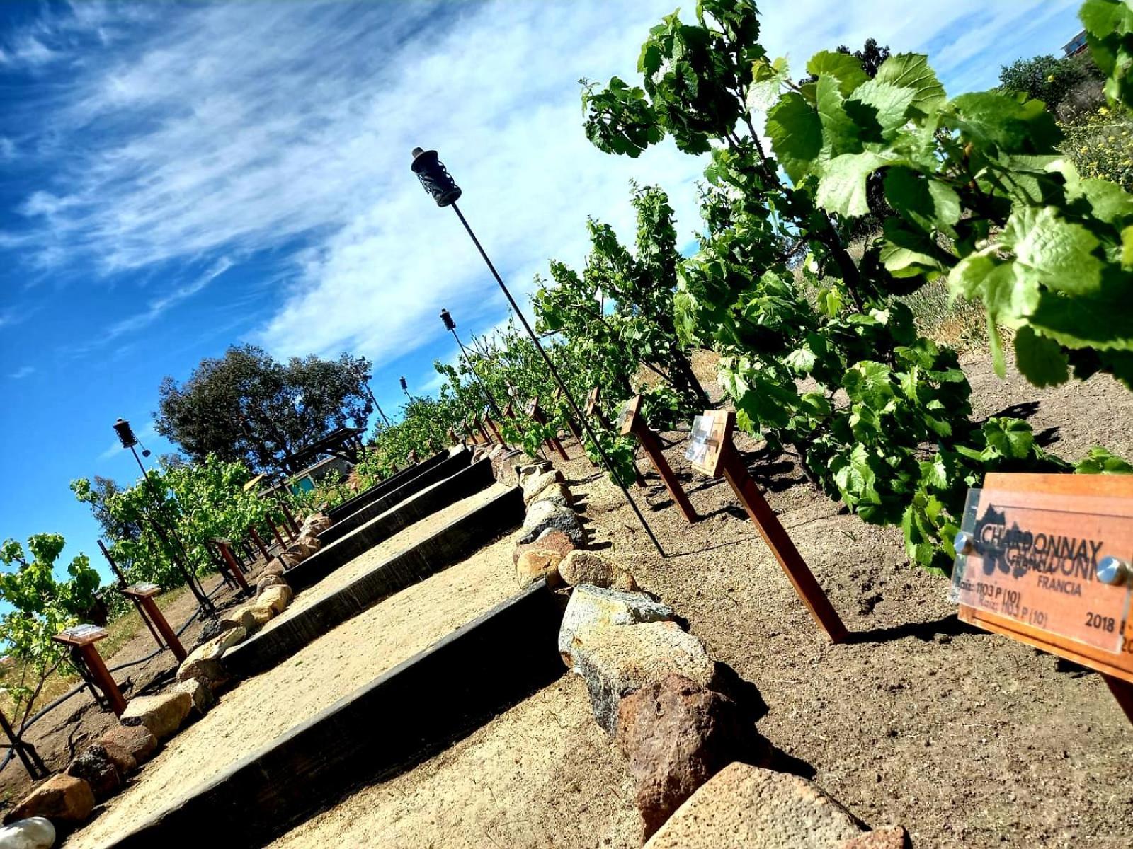 Finca Vidandrei Casa Eucalipto Valle de Guadalupe Ngoại thất bức ảnh